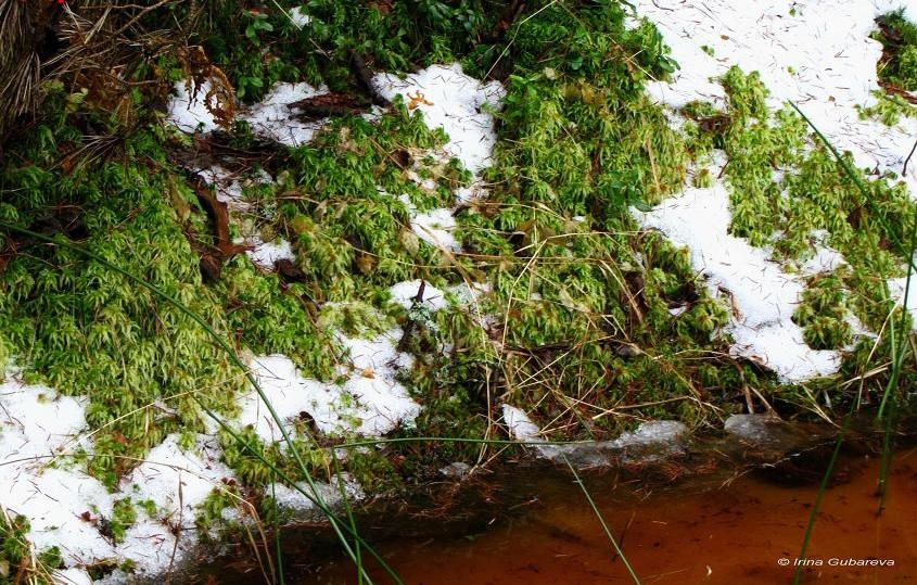 Учёные объяснили ярко-красный цвет воды в водоёмах Куршской косы (+фото)